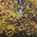 Tees - Polaroid Photo Of Trees