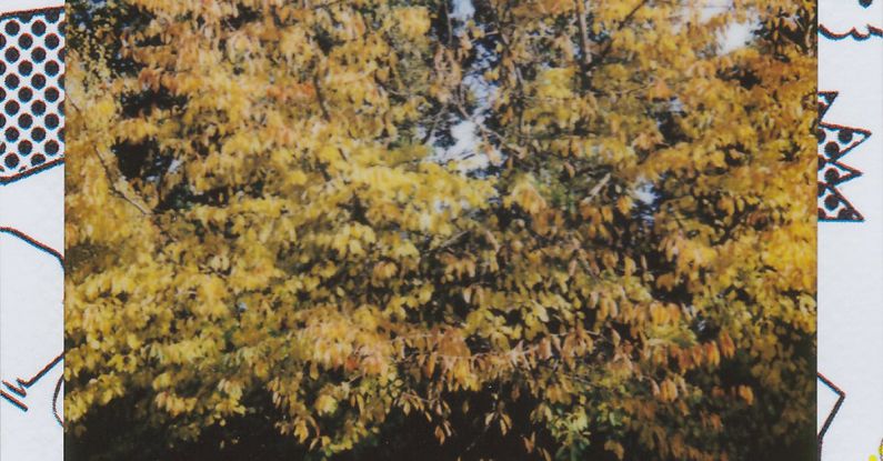 Tees - Polaroid Photo Of Trees